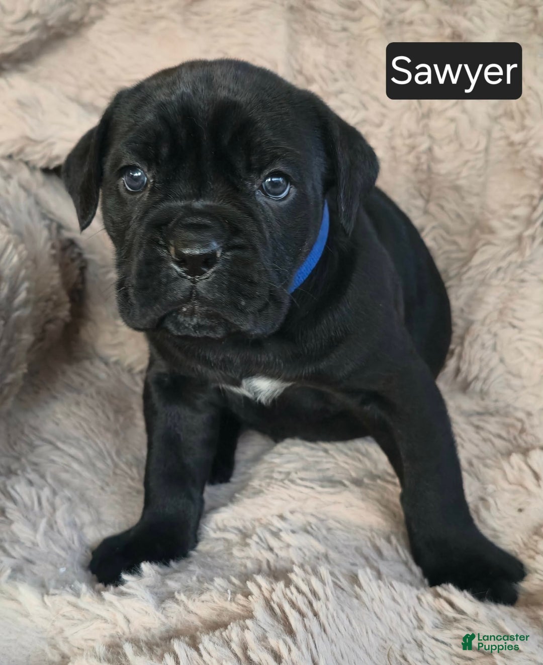 Cane Corso dogs for sale: Sawyer - Ad 3