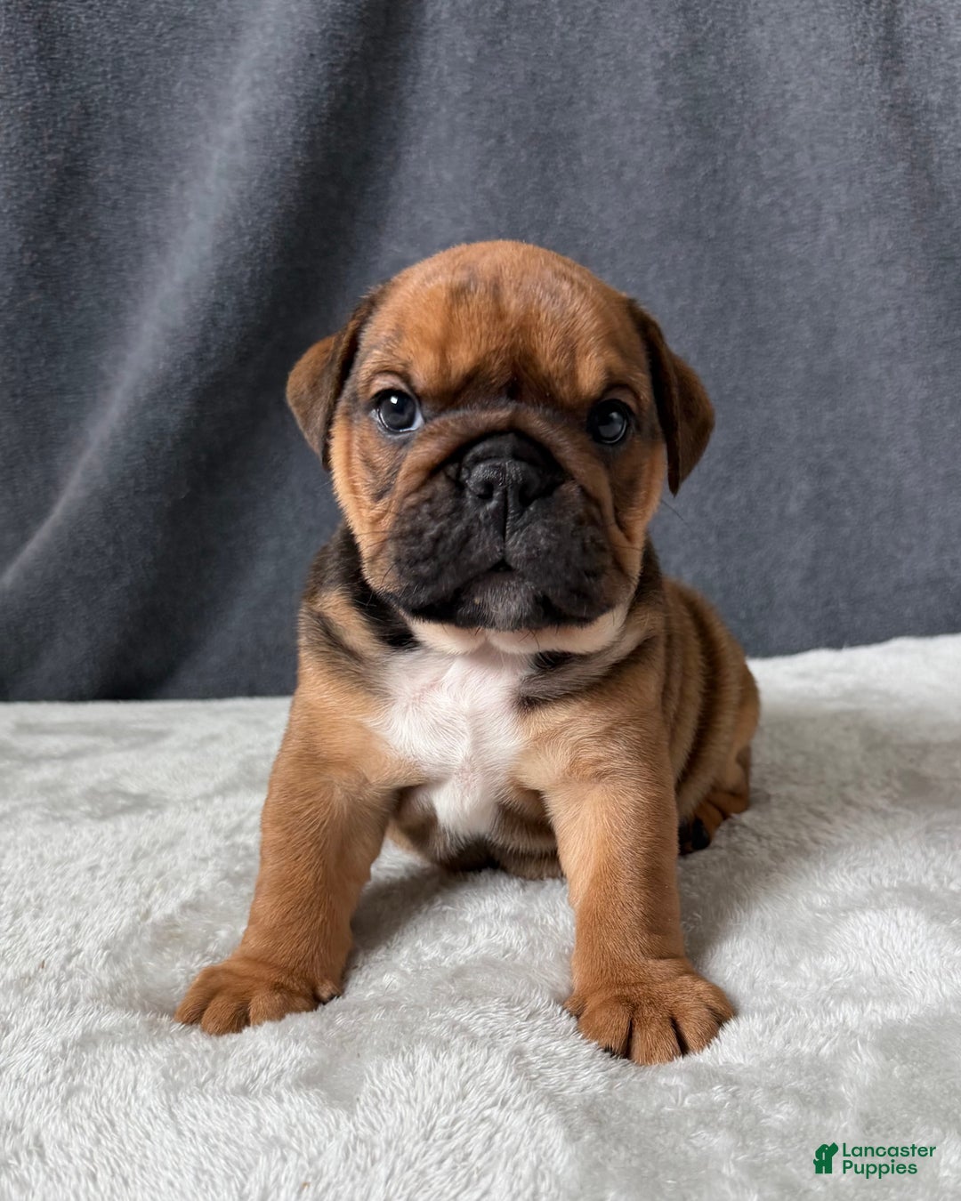 English Bulldog dogs for sale: Gravy - Ad 3
