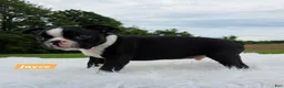 Boston Terrier dogs for sale: Jayce  - Ad 7