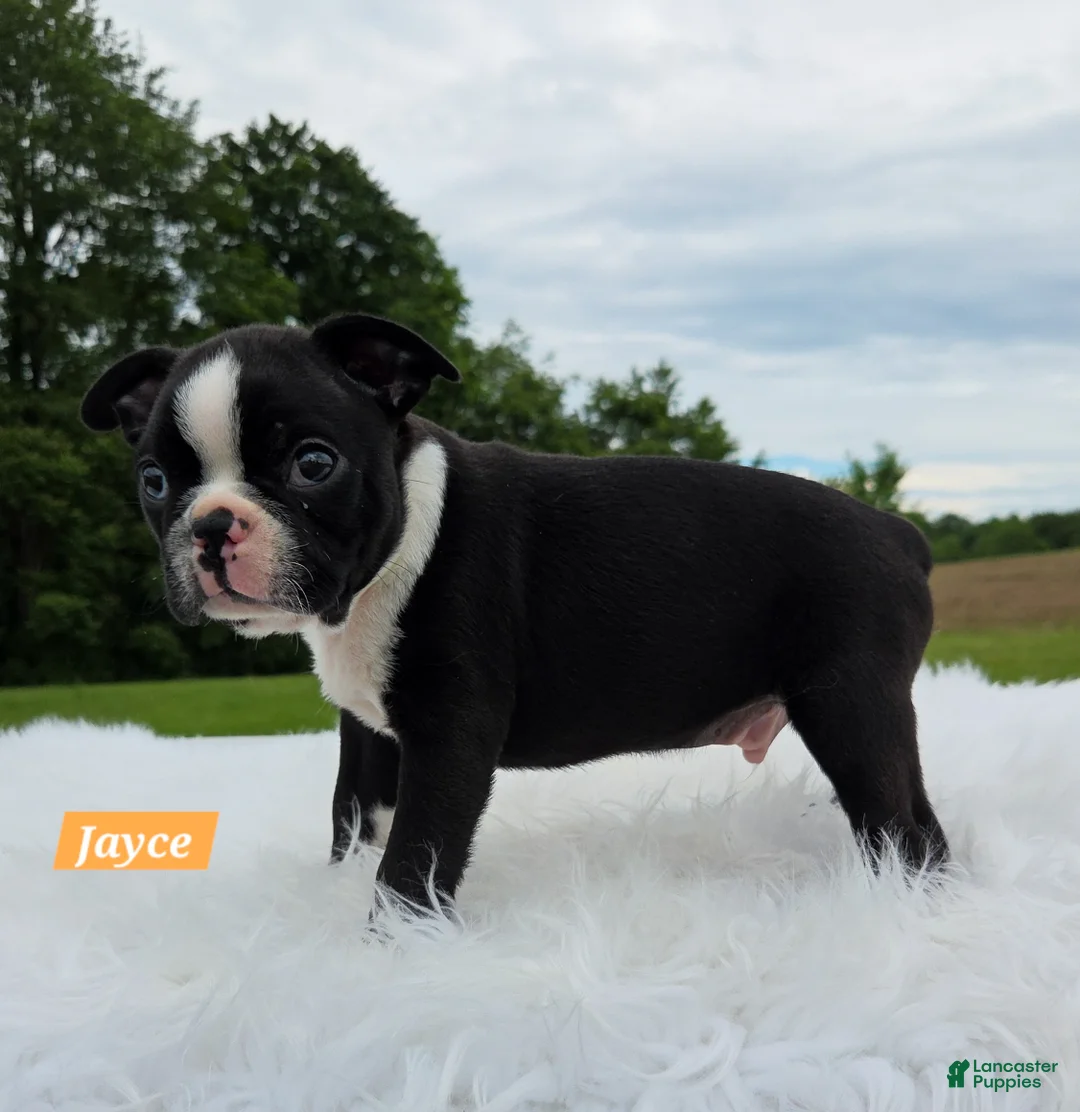 Boston Terrier dogs for sale: Jayce  - Ad 7