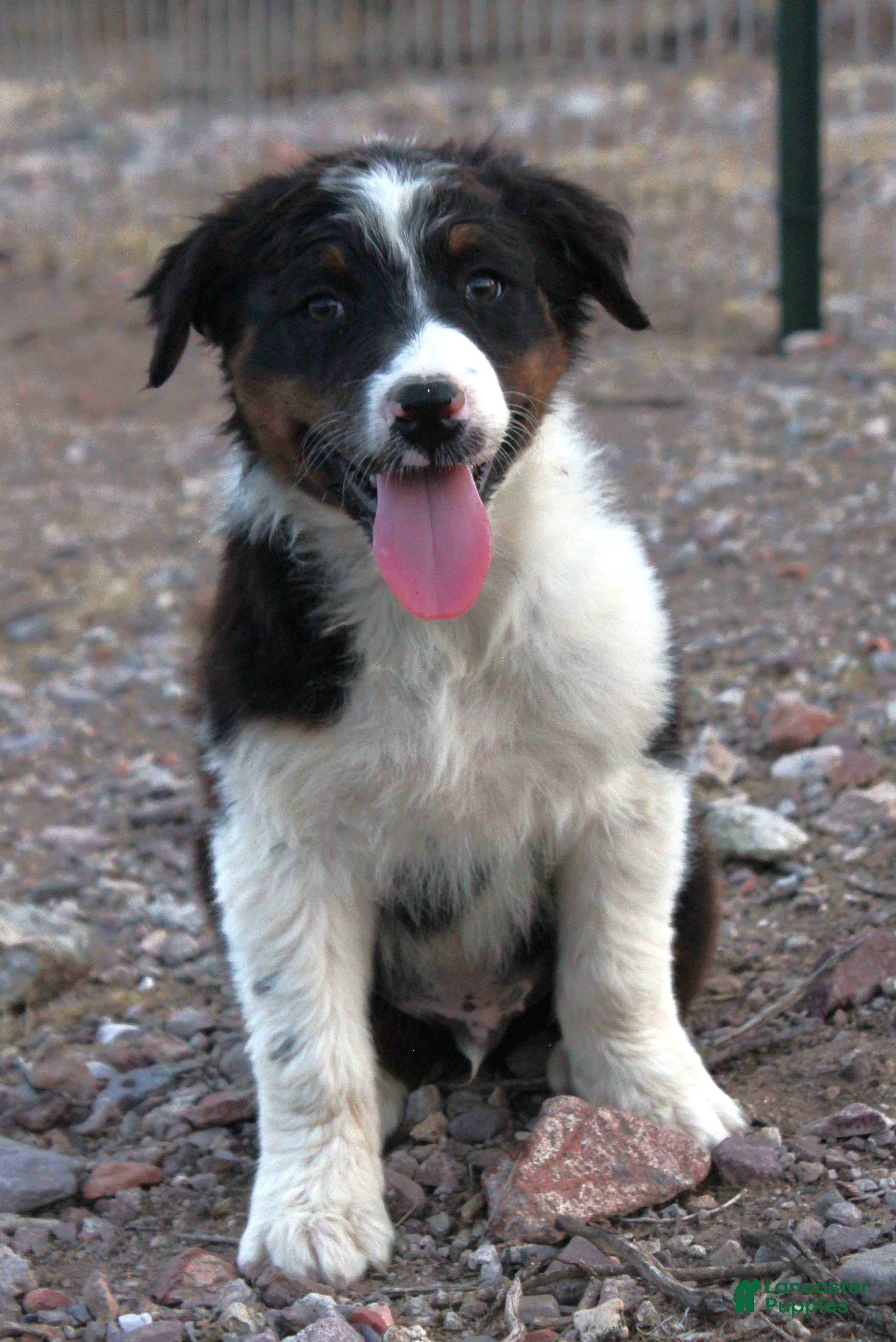 Australian Shepherd dogs Black tri male - Ad 1