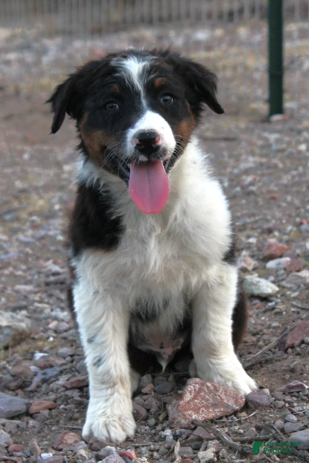Australian Shepherd dogs for sale: Black tri male - Ad 1