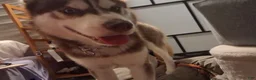 Siberian Husky dogs for sale: Siberian Husky 1 - Ad 4