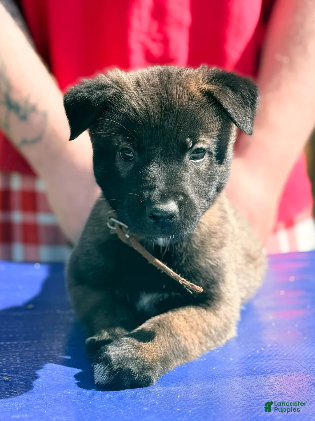 Belgian Malinois dogs for sale: AKC Belgian Malinois - Brown Collar - Ad 2
