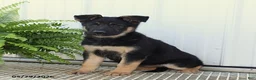 German Shepherd dogs for sale: Trixie - Ad 1