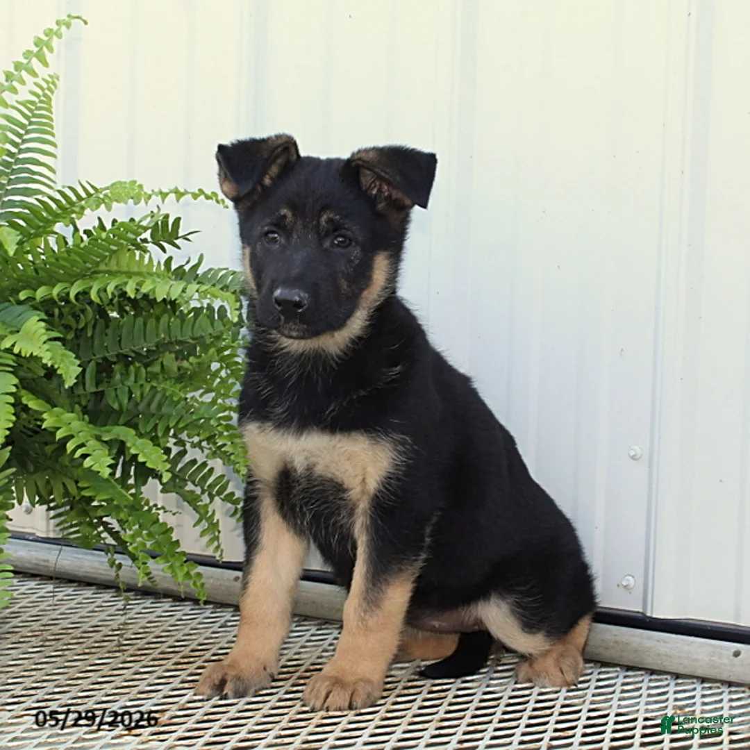 German Shepherd dogs for sale: Trixie - Ad 1