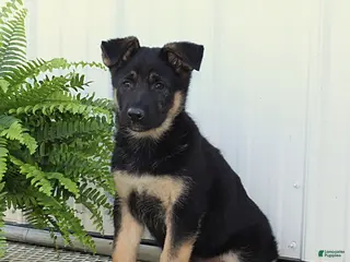 German Shepherd dogs for sale: Trixie - Ad 2