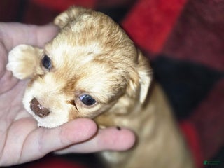 Chihuahua dogs - Ad 11