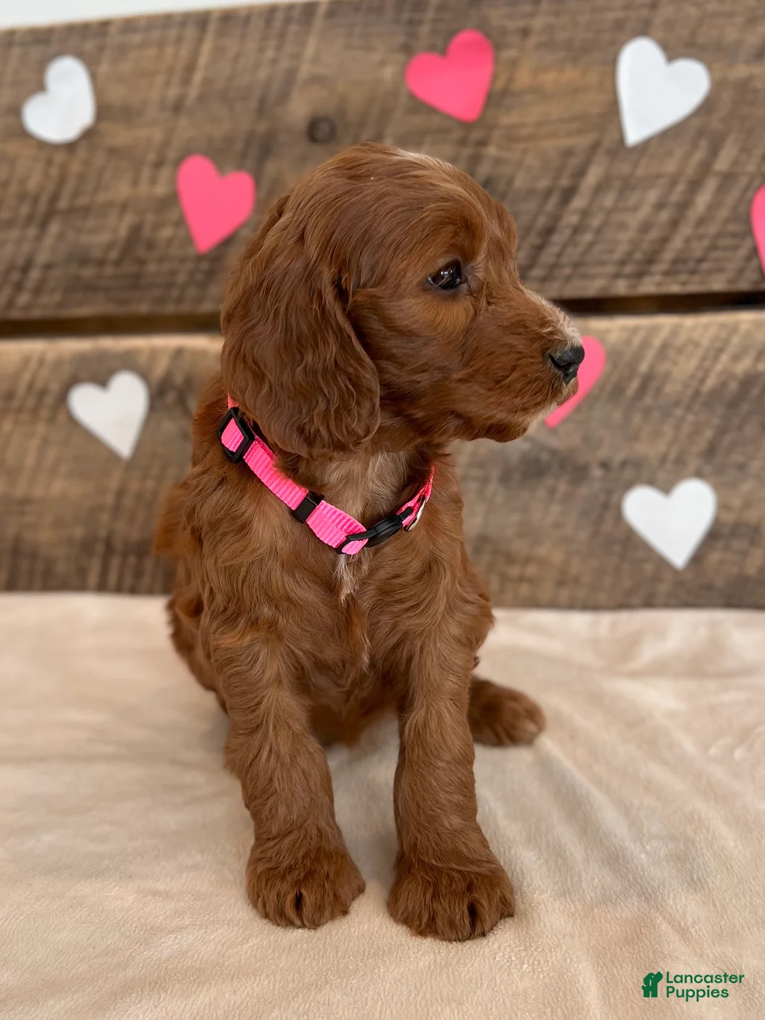 Irish Doodle dogs for sale: Rose - Ad 13