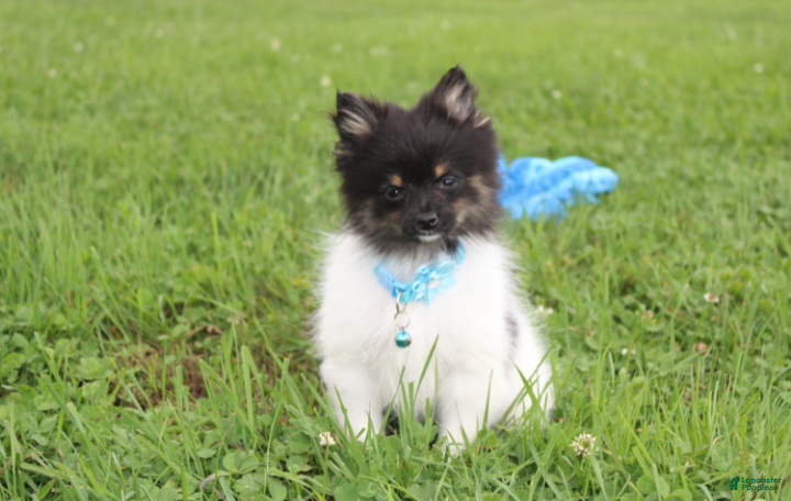Pomeranian dogs Ziggy - Ad 1