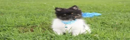 Pomeranian dogs for sale: Ziggy - Ad 1