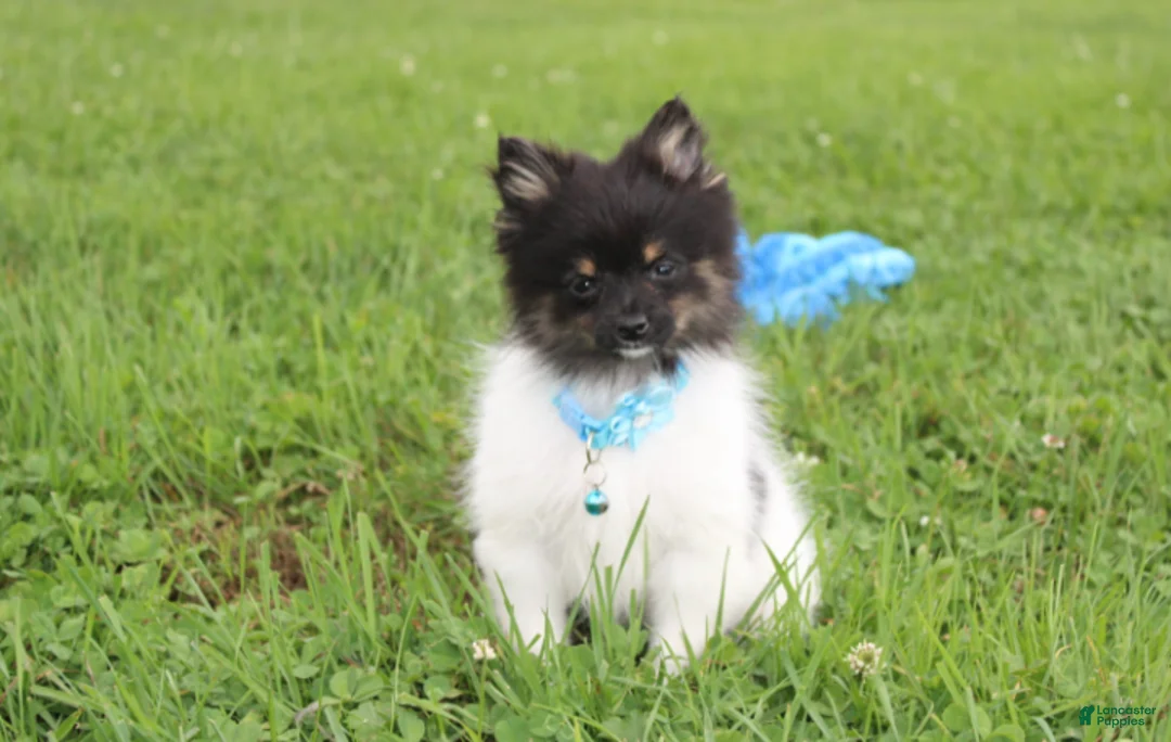 Pomeranian dogs for sale: Ziggy - Ad 1