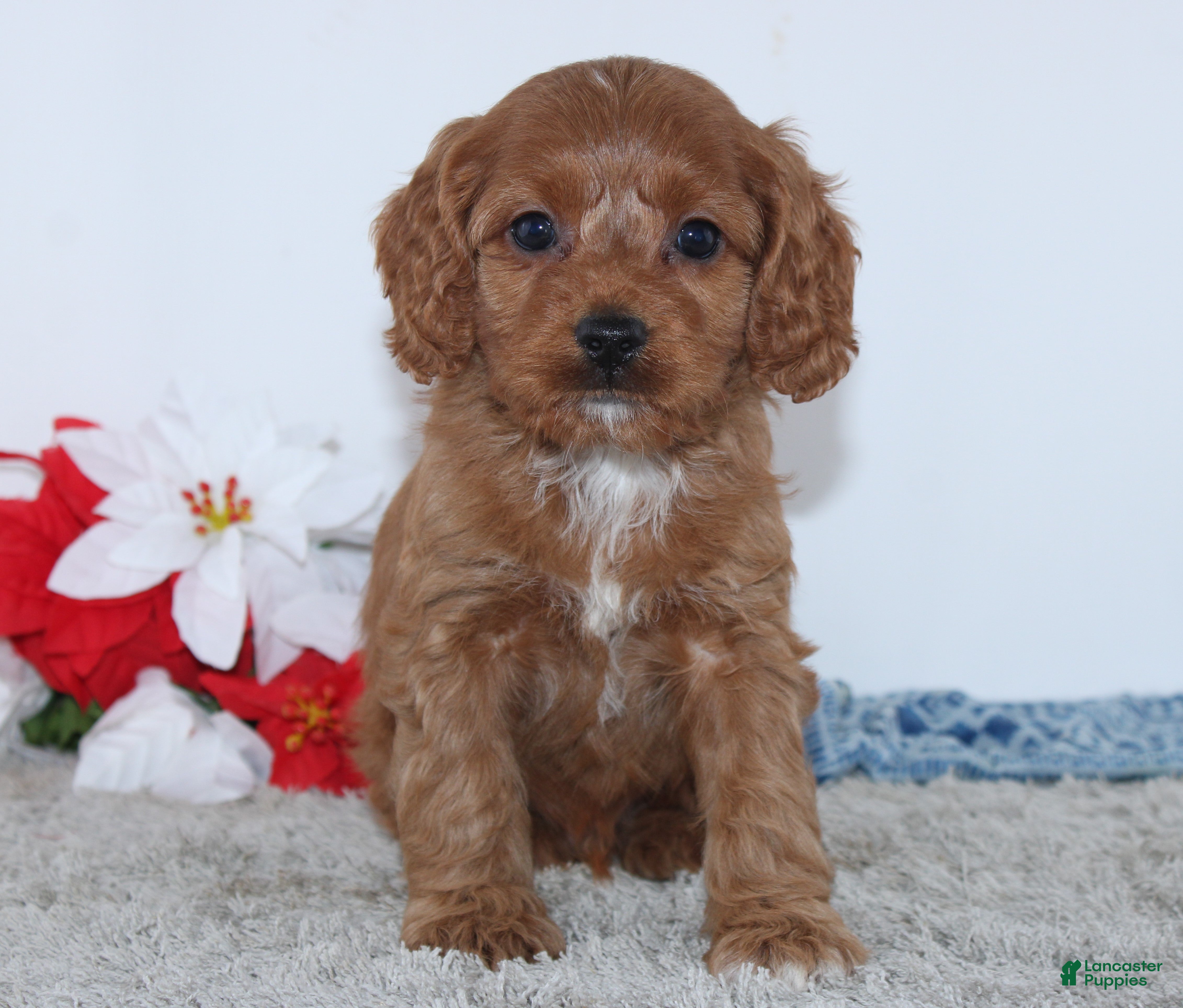 Cockapoo dogs Gene - Ad 31