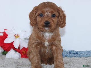 Cockapoo dogs - Ad 33