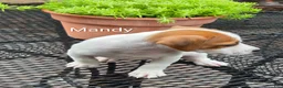 Jack Russell Terrier dogs for sale: Jack Russell Terrier 2 - Ad 4