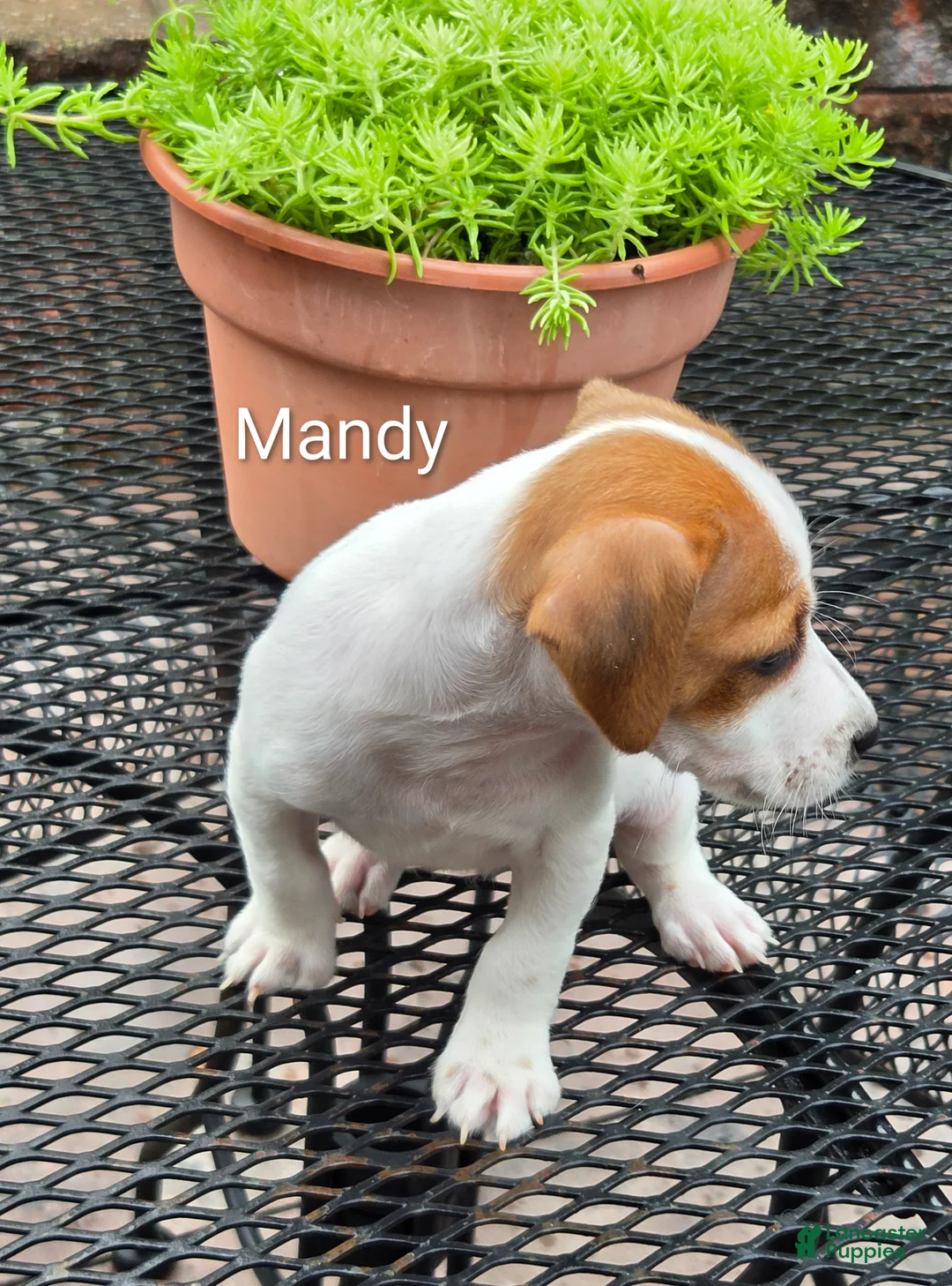 Jack Russell Terrier dogs for sale: Jack Russell Terrier 2 - Ad 4