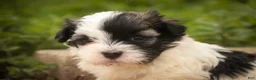 Havanese dogs for sale: Tommy Havanese Puppy  - Ad 4