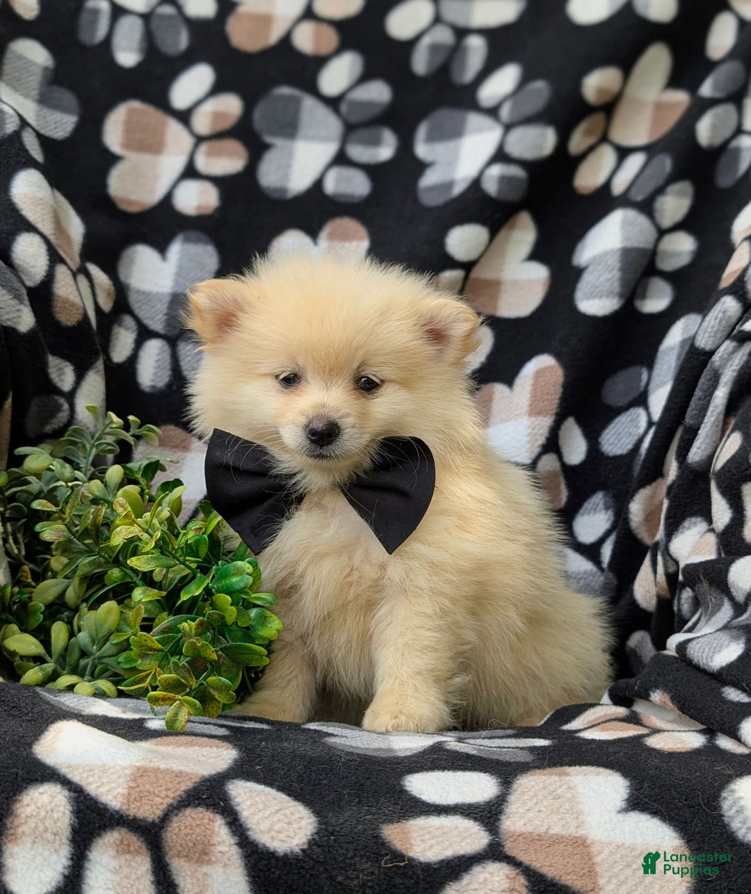Pomeranian dogs for sale: MacDuff Genetic Testing 9 lbs Full Grown - Ad 9