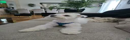 Maltese dogs for sale: Maltese Puppy 1 - Ad 5