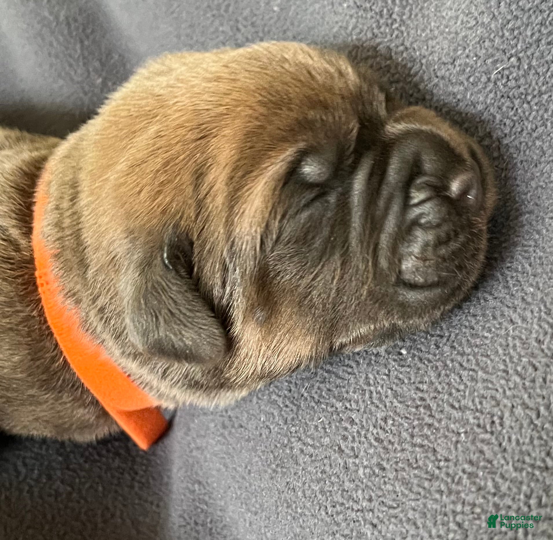 Cane Corso dogs Orange collar - Ad 1