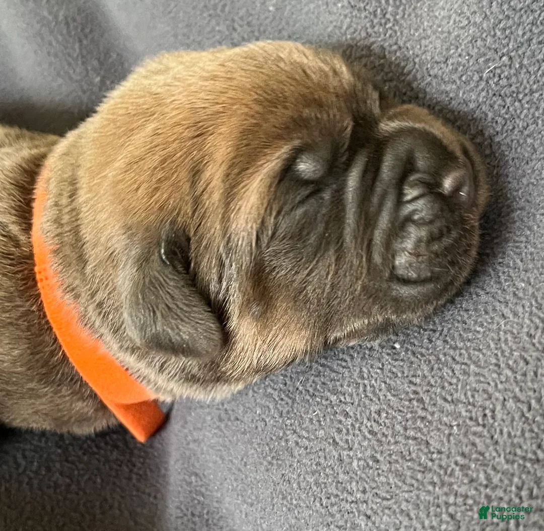 Cane Corso dogs for sale: Orange collar - Ad 1
