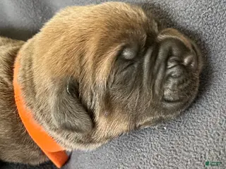 Cane Corso dogs for sale: Orange collar - Ad 1