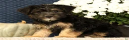 Yorkiepoo dogs for sale: Lonas - Ad 5