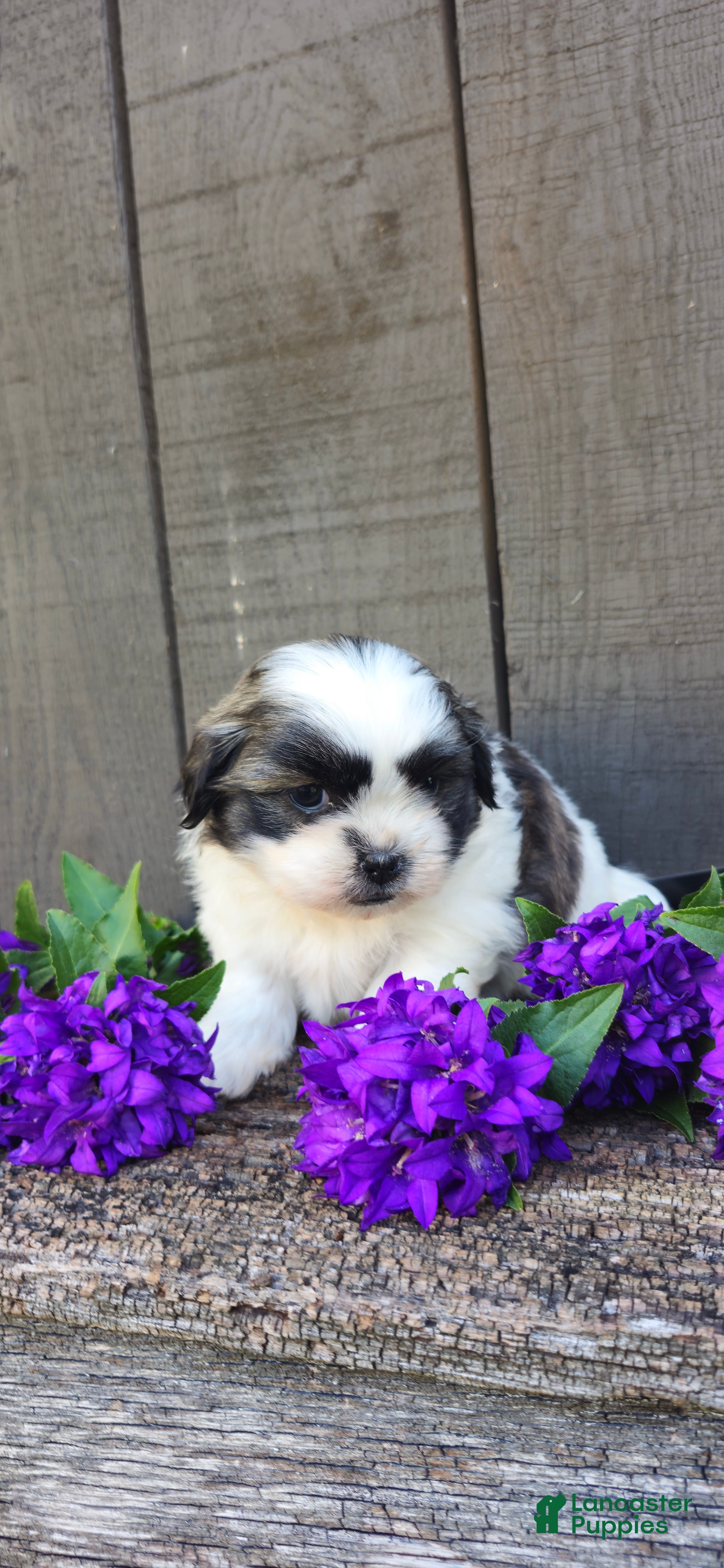 Teddy Bear dogs Macey - Ad 1