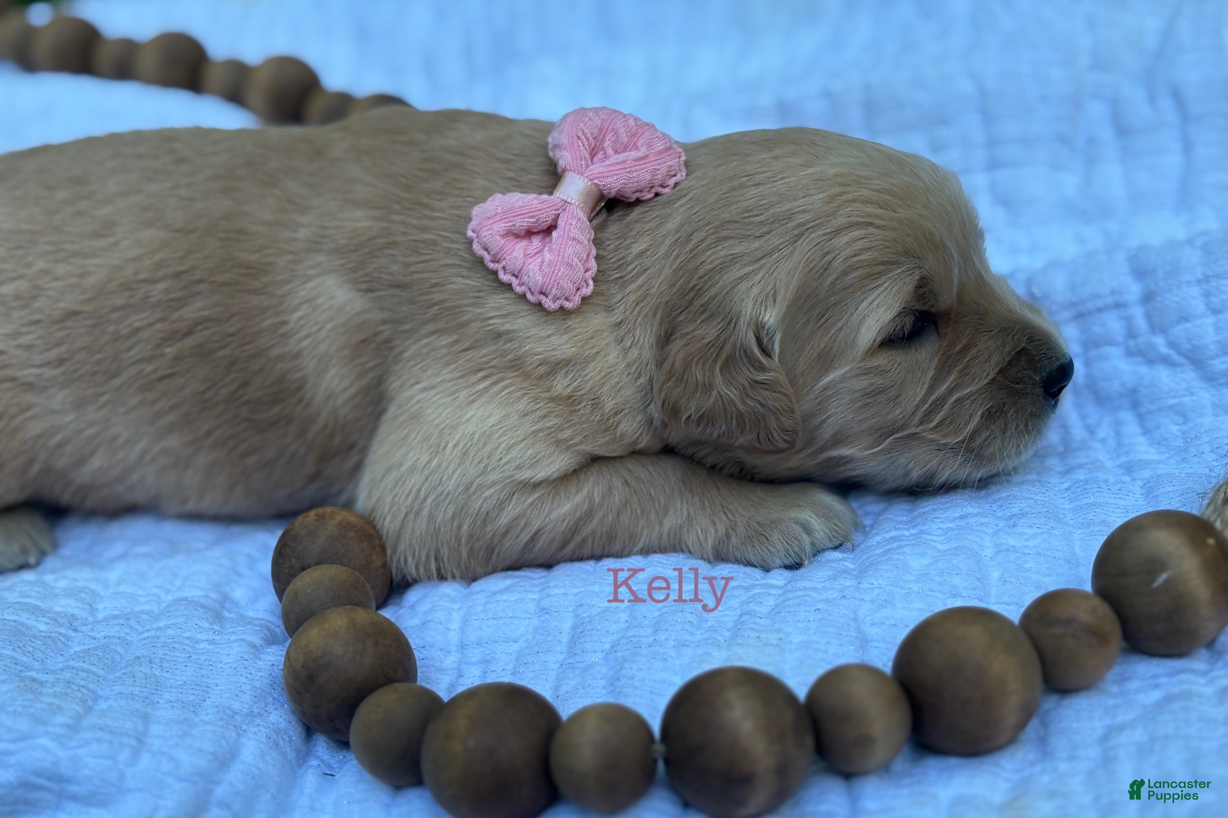 Golden Retriever dogs Kelly - Ad 1