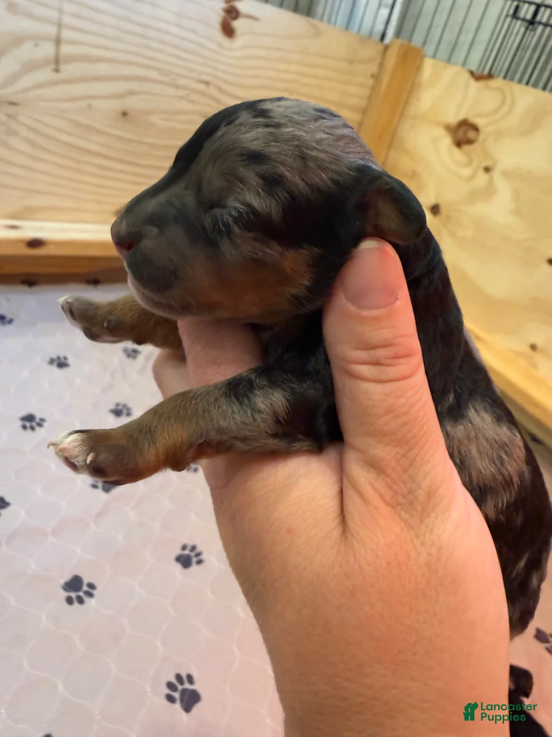 Mini Bernedoodle dogs for sale: Rocky - Ad 2