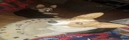 Mixed Breed dogs for sale: Sugar - Ad 8
