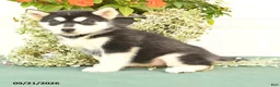 Alaskan Malamute dogs for sale: Clara - Ad 3