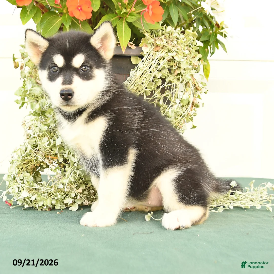 Alaskan Malamute dogs for sale: Clara - Ad 3
