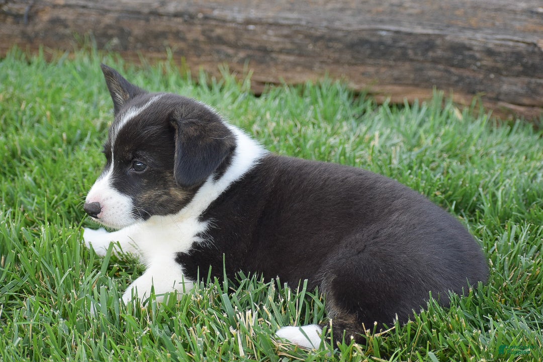 Welsh Corgi Pembroke dogs for sale: Rhett - Ad 6