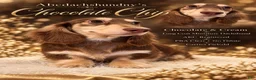 Miniature Dachshund dogs for sale: Chocolate and Cream AKC  - Ad 1