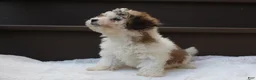 Miniature Poodle dogs for sale: Hallie - Ad 6