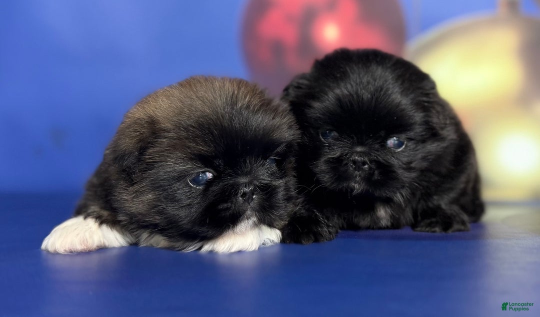 Pekingese dogs for sale: AKC DNA OFA Pablo - Ad 13