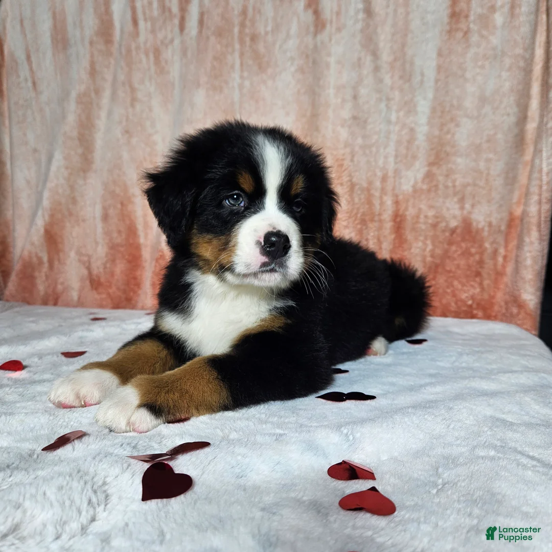 Bernese Mountain Dog dogs for sale: Archie - Ad 6