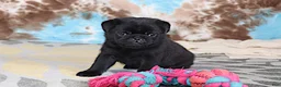 Pug dogs for sale: Greg - Ad 6