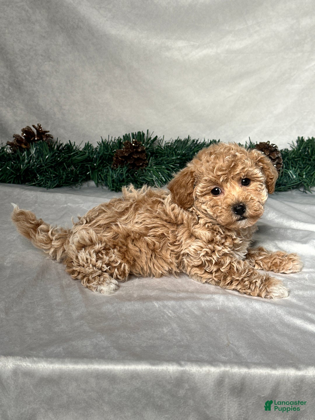 Bichpoo dogs for sale: Sara - Ad 5