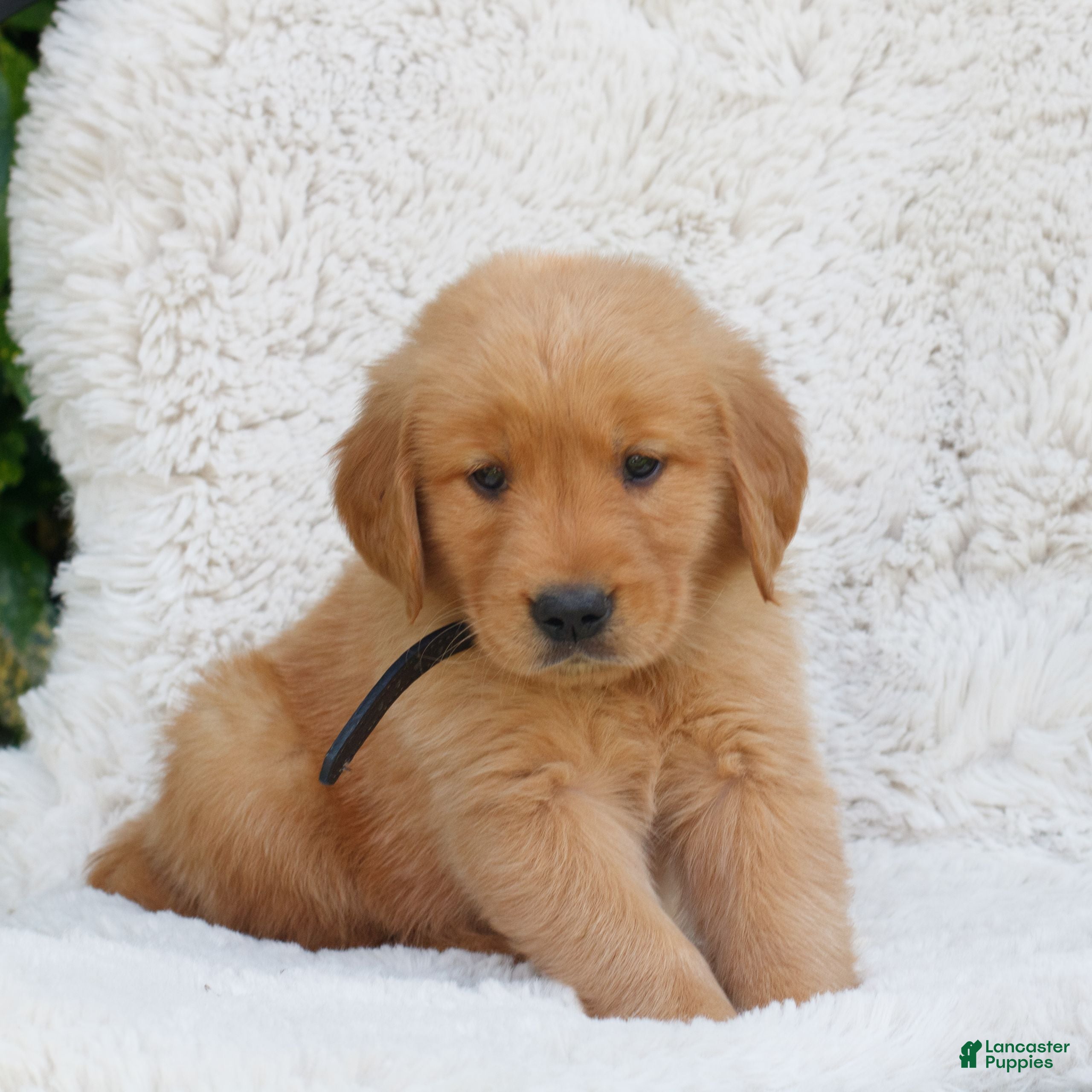 Golden Retriever dogs Patrick  - Ad 2