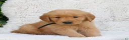 Golden Retriever dogs for sale: Patrick  - Ad 2
