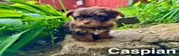 Yorkshire Terrier dogs for sale: Caspian - Ad 2