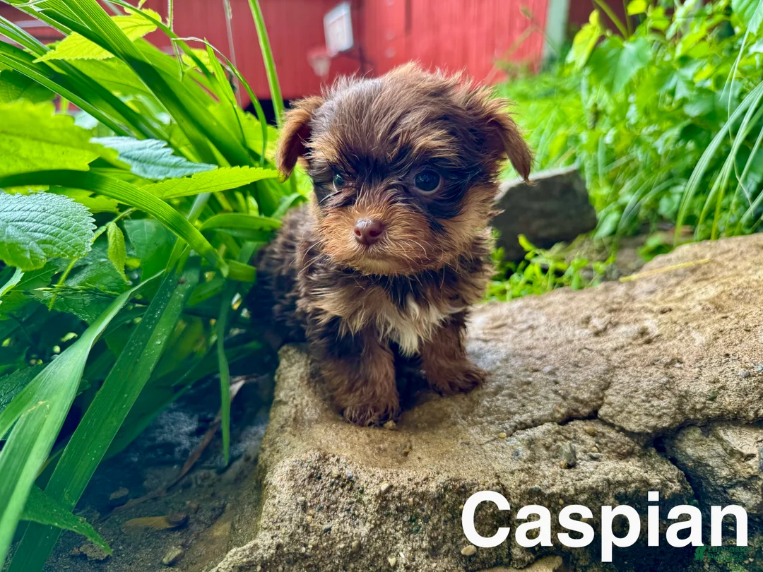 Yorkshire Terrier dogs for sale: Caspian - Ad 2