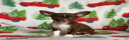 Chihuahua dogs for sale: Butterscotch - Ad 3