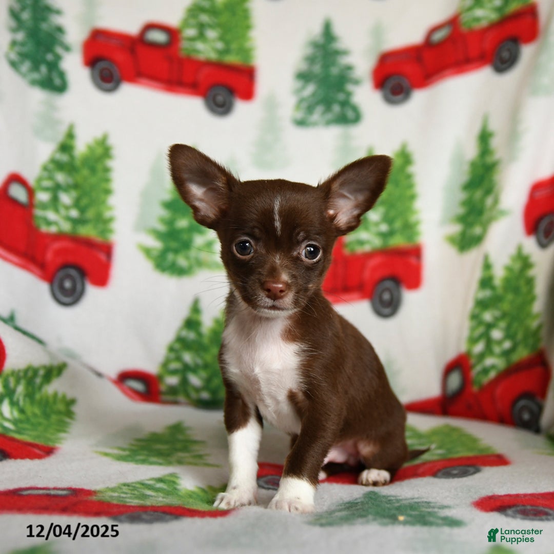 Chihuahua dogs for sale: Butterscotch - Ad 3