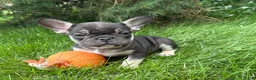 French Bulldog dogs for sale: Knox - Ad 3