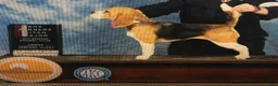 Beagle dogs for sale: Jules - Ad 1