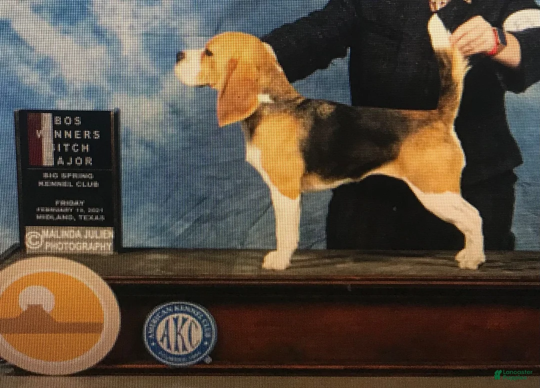 Beagle dogs for sale: Jules - Ad 1
