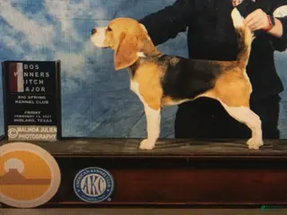 Beagle dogs Jules - Ad 1